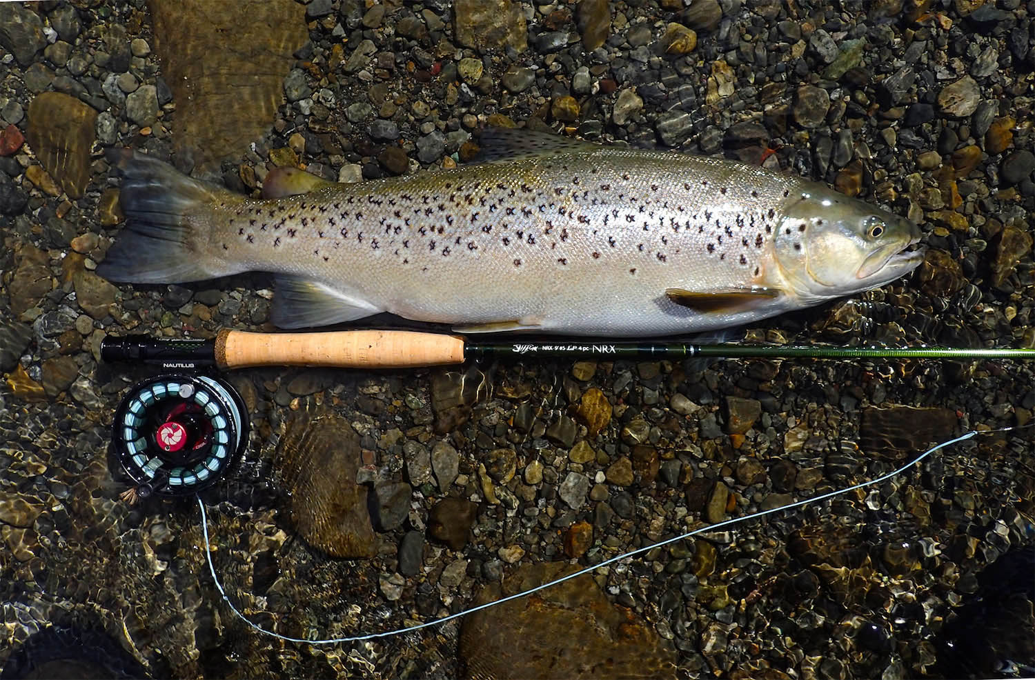 another trout I feel sorry for that he catches