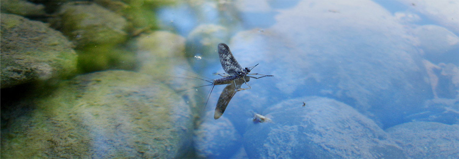 Adult Deleatidium mayfly on surface of clear river water
