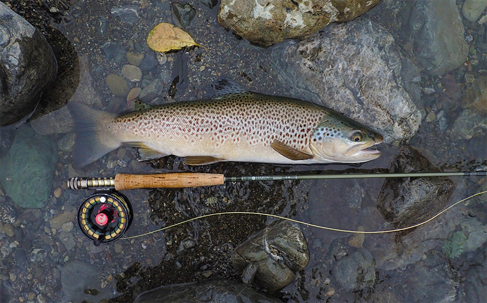 Brown trout lying at river's edge on Tongariro River, New Zealand