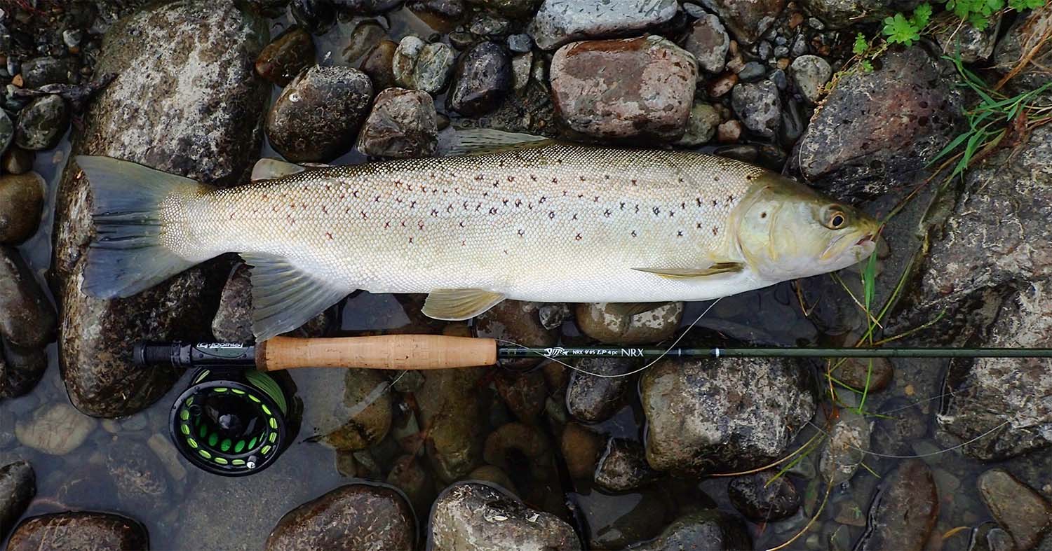 Stonfo Matte 2.5mm / 8kg Tippet Rings — The Flyfisher