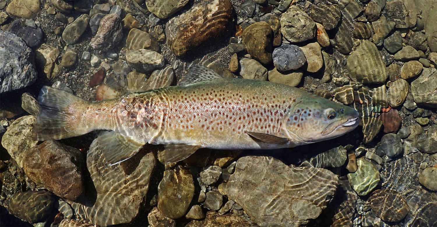 handsome backcountry trout with beautiful rich colouration and spots, posed, before being released, in shallow clear water of a rocky river bottom