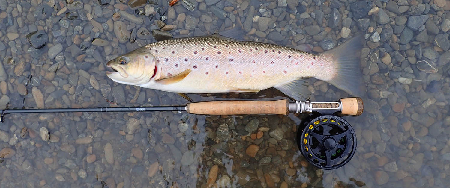 Beautiful spotted trout before being released lying in river on gravel with a fishing rod and reel
