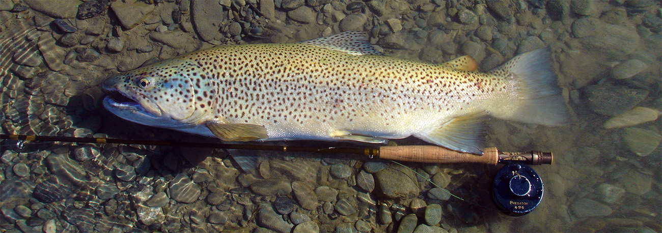 Beautifully coloured large trout, about to be released, after being caught on iconic south island river, New Zealand