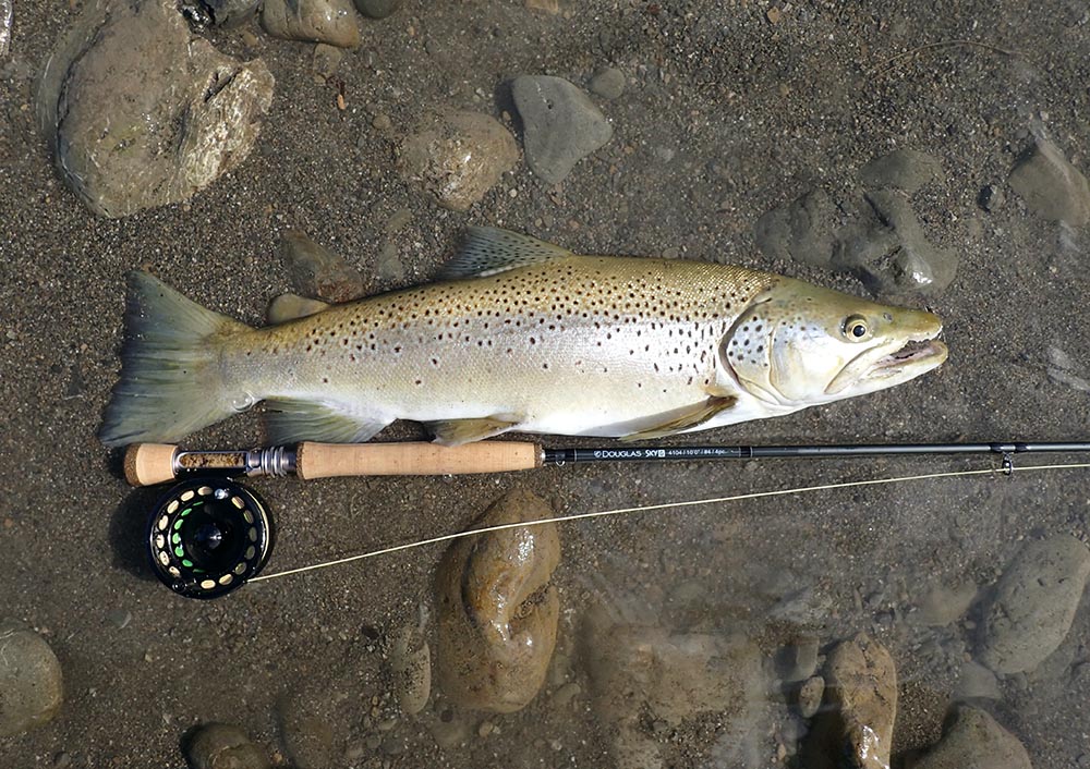 Big brown trout caught on a Douglas Sky 5 4104