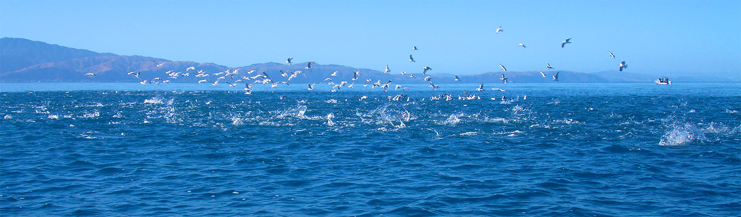 Birds diving into the sea after baitfish