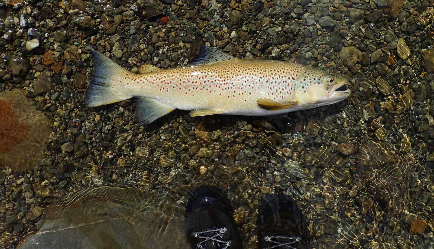 healthy brown trout posed for a photograph in pebbly shallows of river