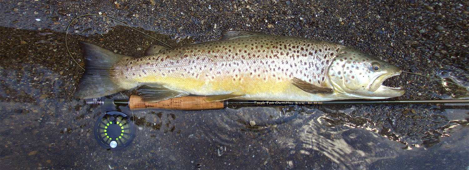 A healthy backcountry brown trout lying on river gravel after being caught and before being released, alongside a 5wt BVK TFO fly fishing rod.