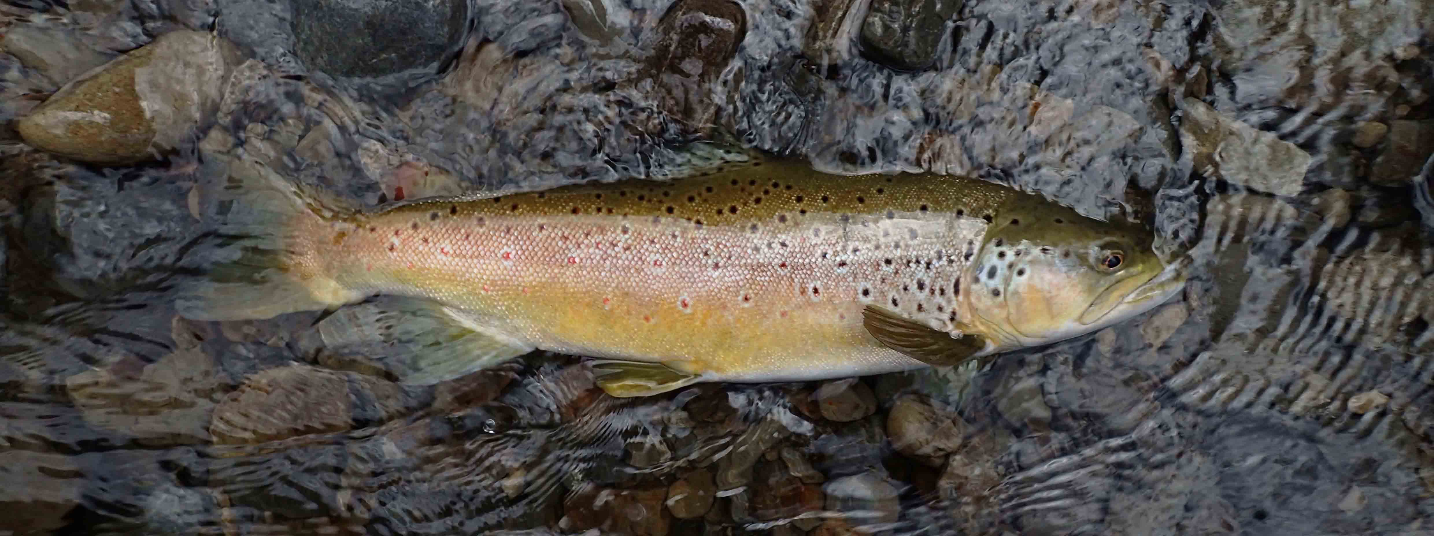 healthy, sleek and beautiful golden and bronze bronzed brown trout posed in shallows or river before being released