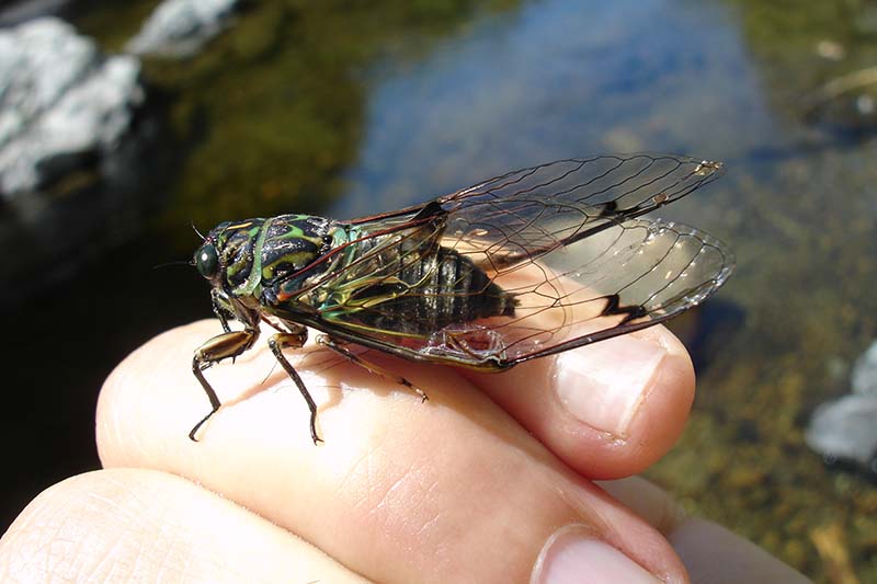 Chorus cicada on finger