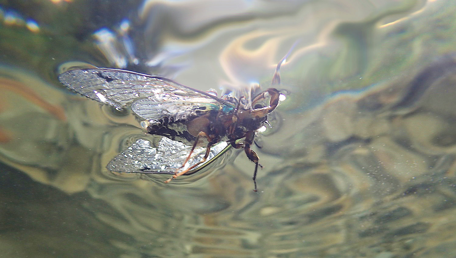 a chorus cicada floating on surface of river photographed from underneath