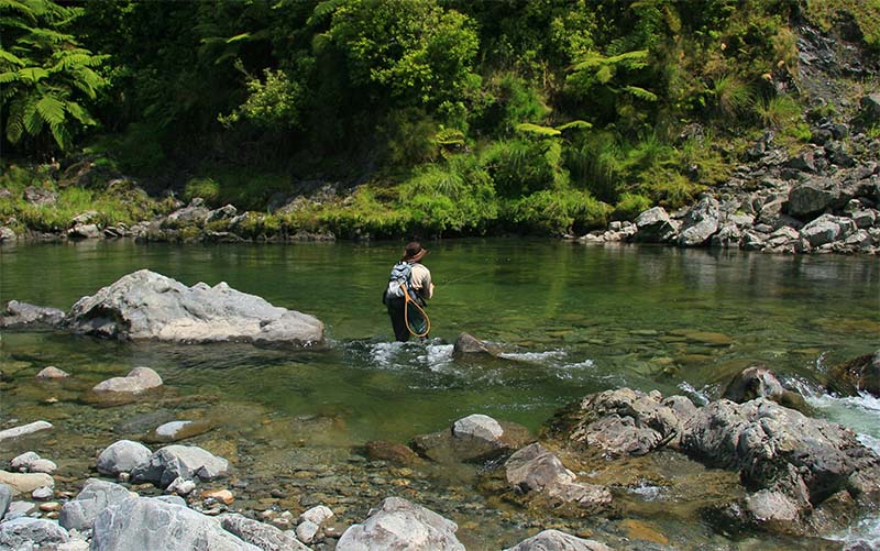 Fly fisherman fishing on bush stream, New Zealand