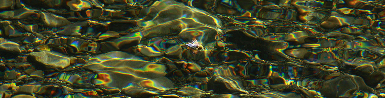 Cicada fly floating on water with vividly coloured flowing patterns