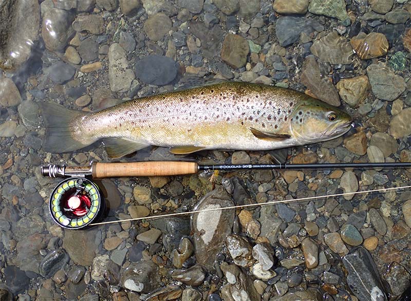 Backcountry trout lying on gravel after being caught and before release