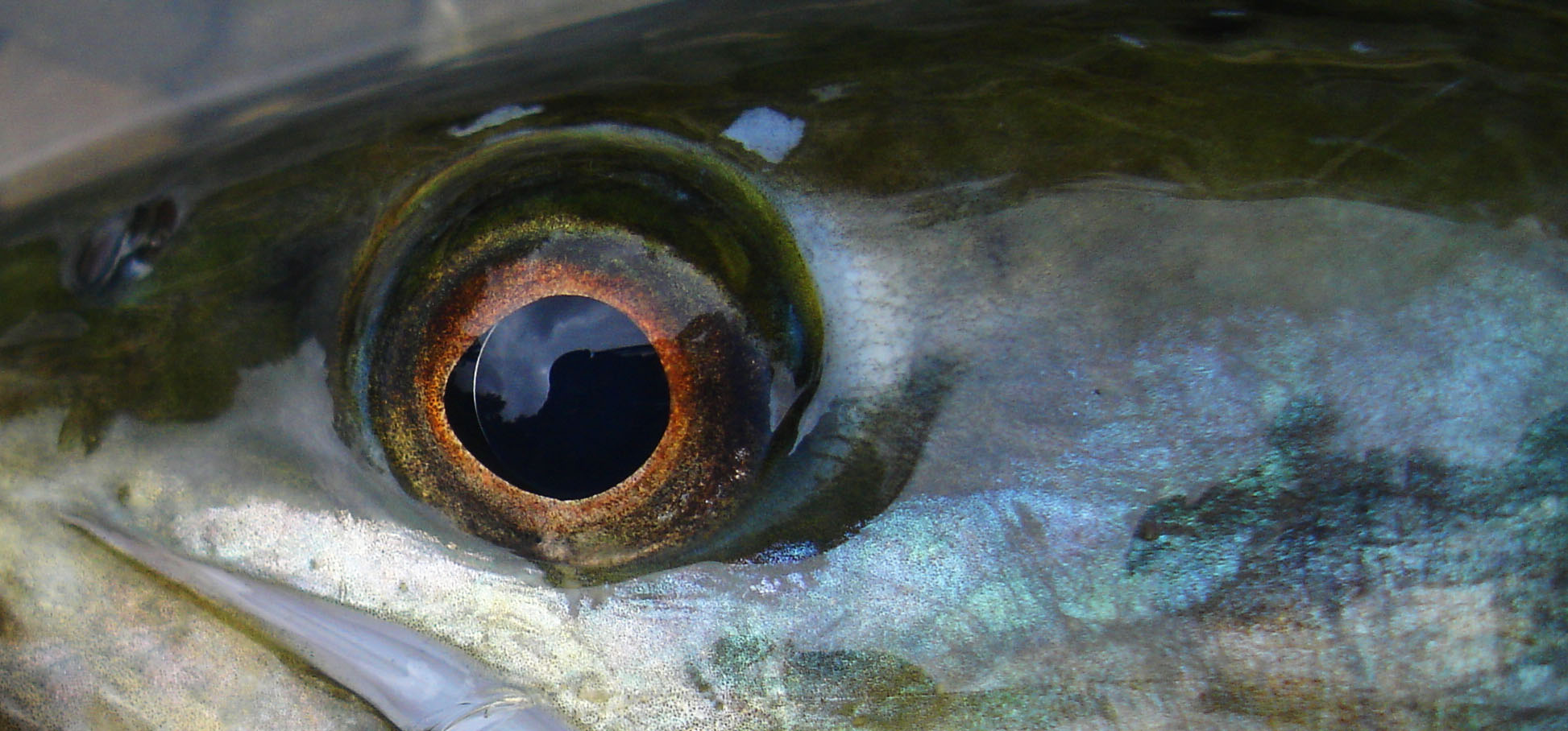 a trout's eye close up