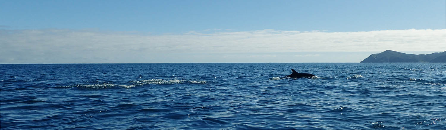 A dolphin breaching the water in an open sea with a blue sky