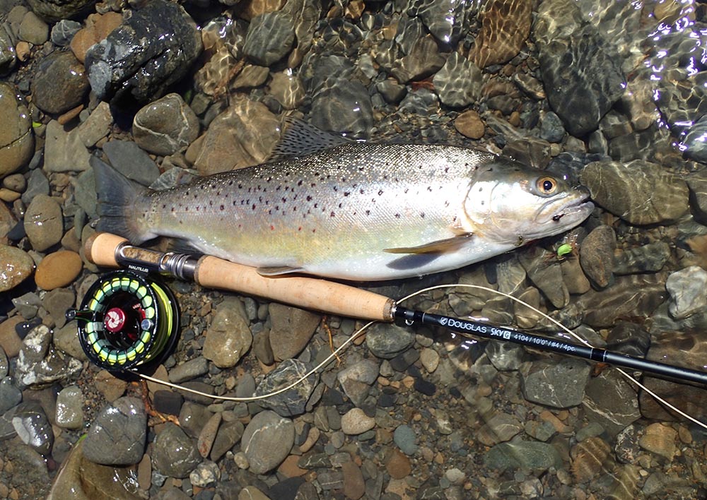 Dry dropper brown trout lying on river edge with a Douglas Sky G 4104 fly fishing rod