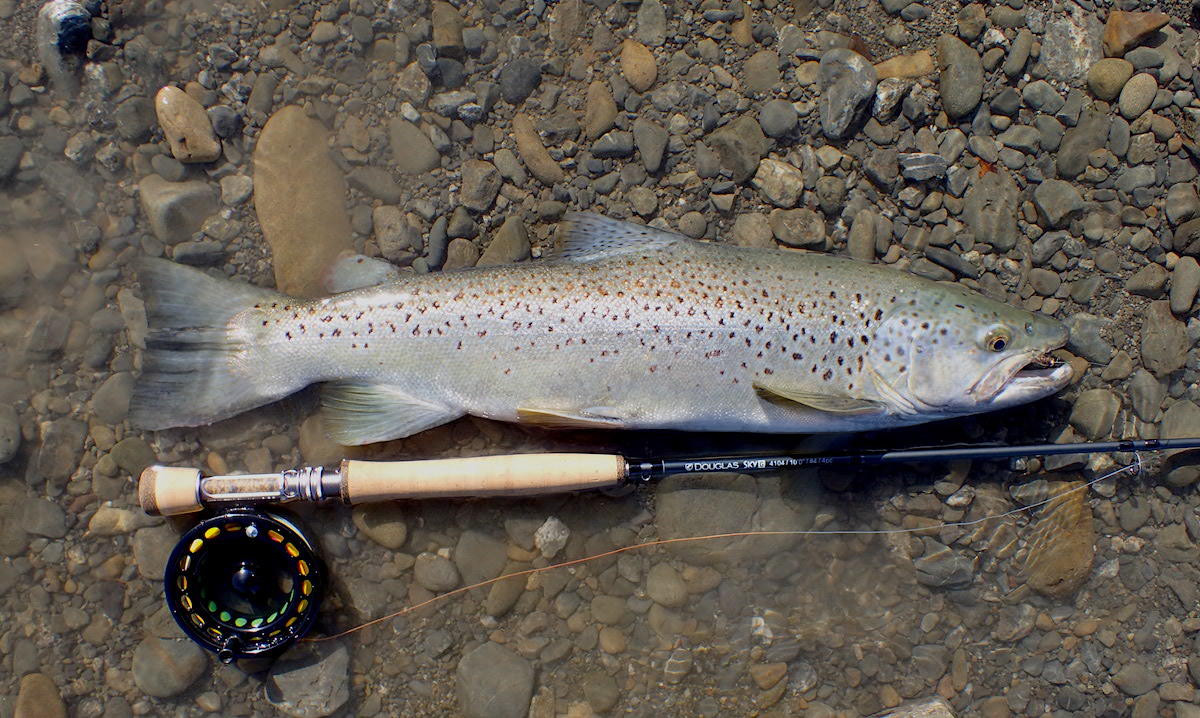 A brown trout lying on the edge of a river with a Douglas Sky G 4104 fly fishing rod