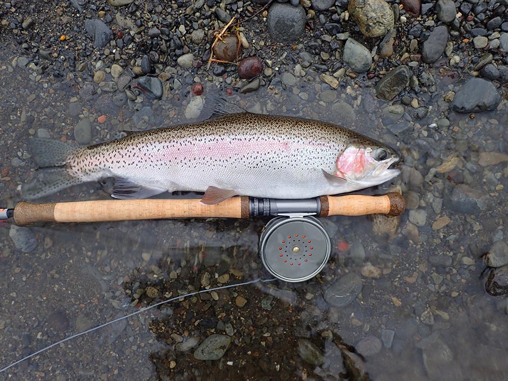 Exposed spool of Hardy Perfect Reel with rod and beautiful rainbow trout lying on river gravel