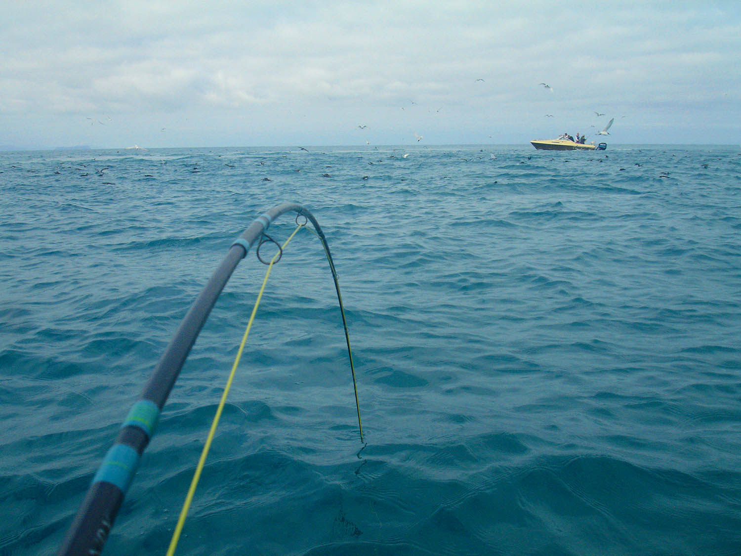 rod bent with kahawai on the line, at sea with birds diving and fishing boat in background