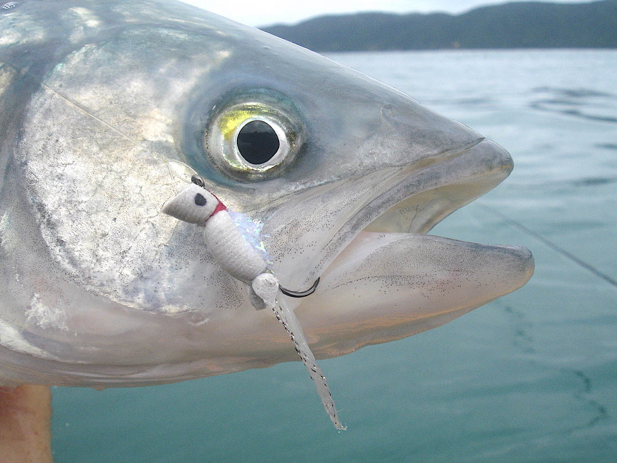 Close up of a gurgle pop minnow fly hooked in side of mouth of a kahawai fish