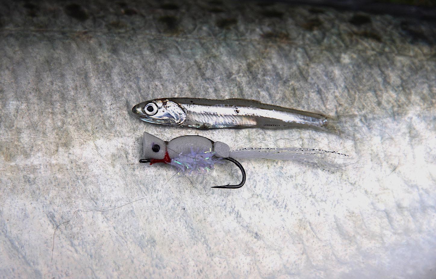 Gurgle pop minnow fly alongside an anchovy recently eaten by a kahawai