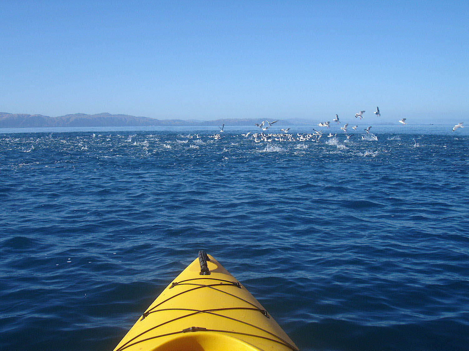Front prow of yellow kayak on deep blue sea with seagulls, terns and shearwaters diving into a school of splashing kahawai in background- time for the gurgle pop minnow fly
