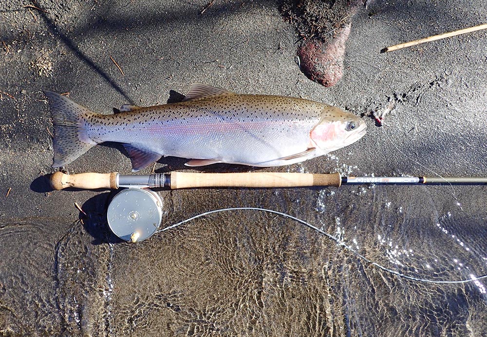 Rainbow trout caughtt on the Tongariro River with Hardy Perfect Reel on a rod