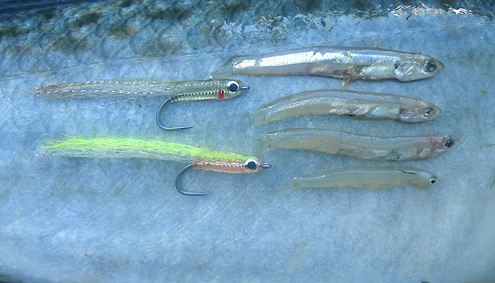 Three sizes of juvenile anchovy from a kahawai's stomach, showing the silver lateral strips and pearlescent belly, along with two different Size 6 Jelly Belly Minnows for scale.