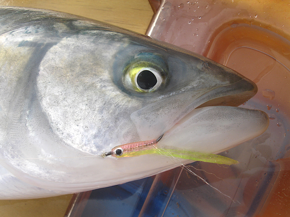 close up of a kahawai's head with a jelly belly minnow fly in its mouth