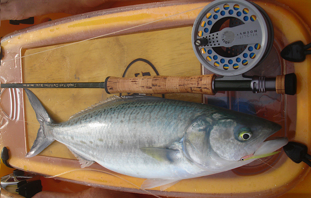 close up of a kahawai fish on a kayak after being caught using a jelly belly minnow fly