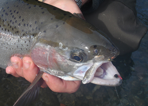 close up of fly fisherman holding a trout with a jelly caddis fly hooked in its mouth