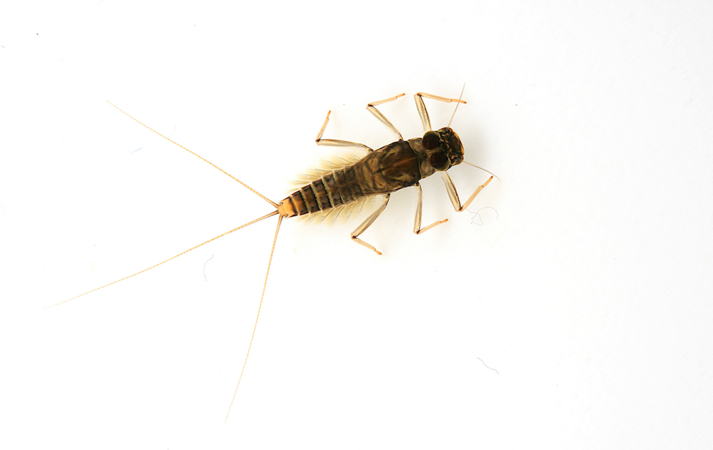 Top view of a Deleatidium autumnale nymph on a clean white background