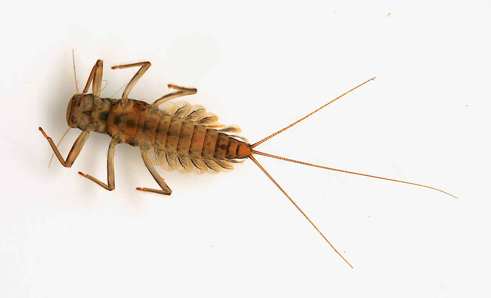 Ventral surface of grey/black form or type of a Deleatidium myzobranchia nymph