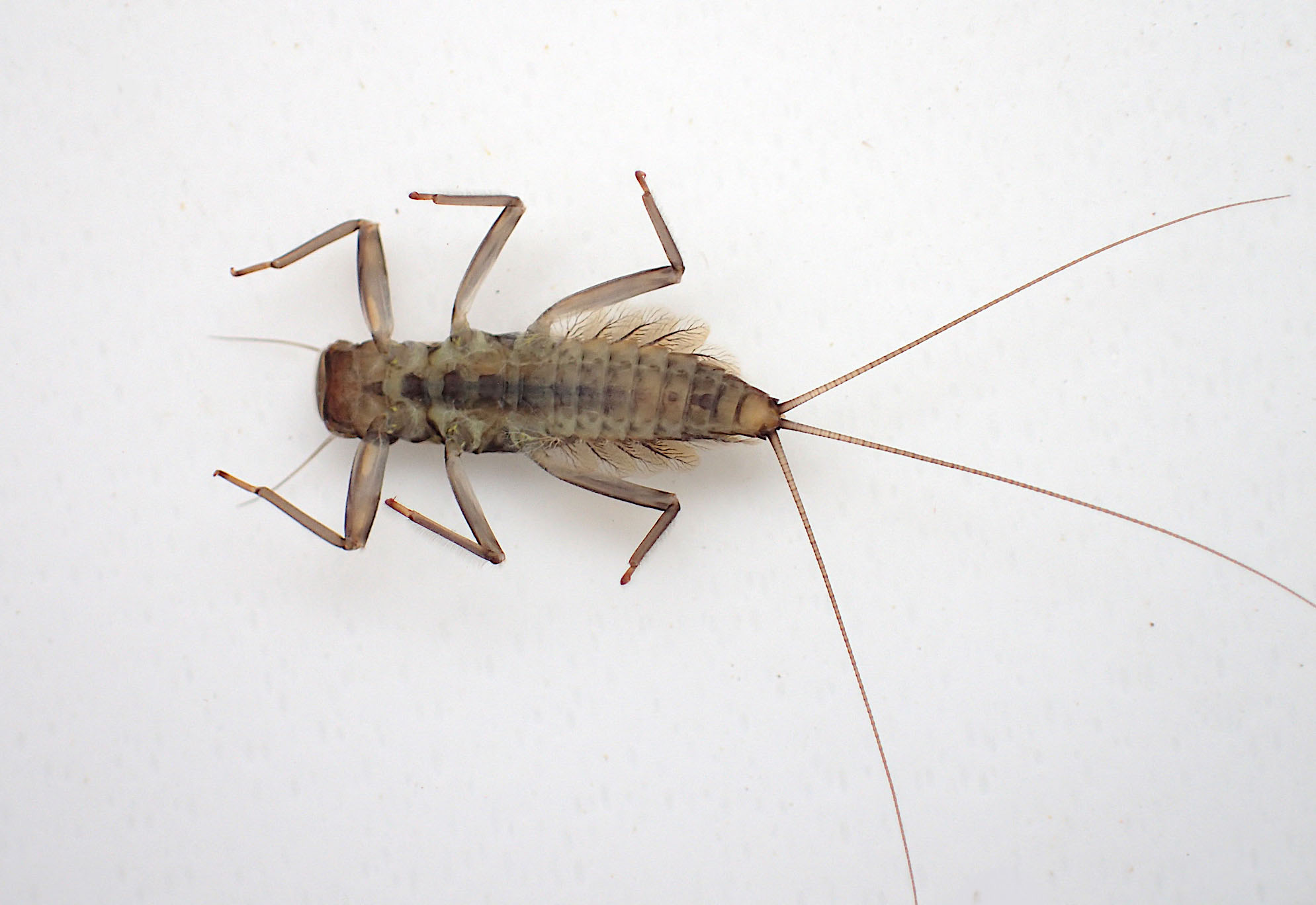 Ventral (bottom/underneath) surface of grey/black form or type of Deleatidium myzobranchia from the Waikanae River