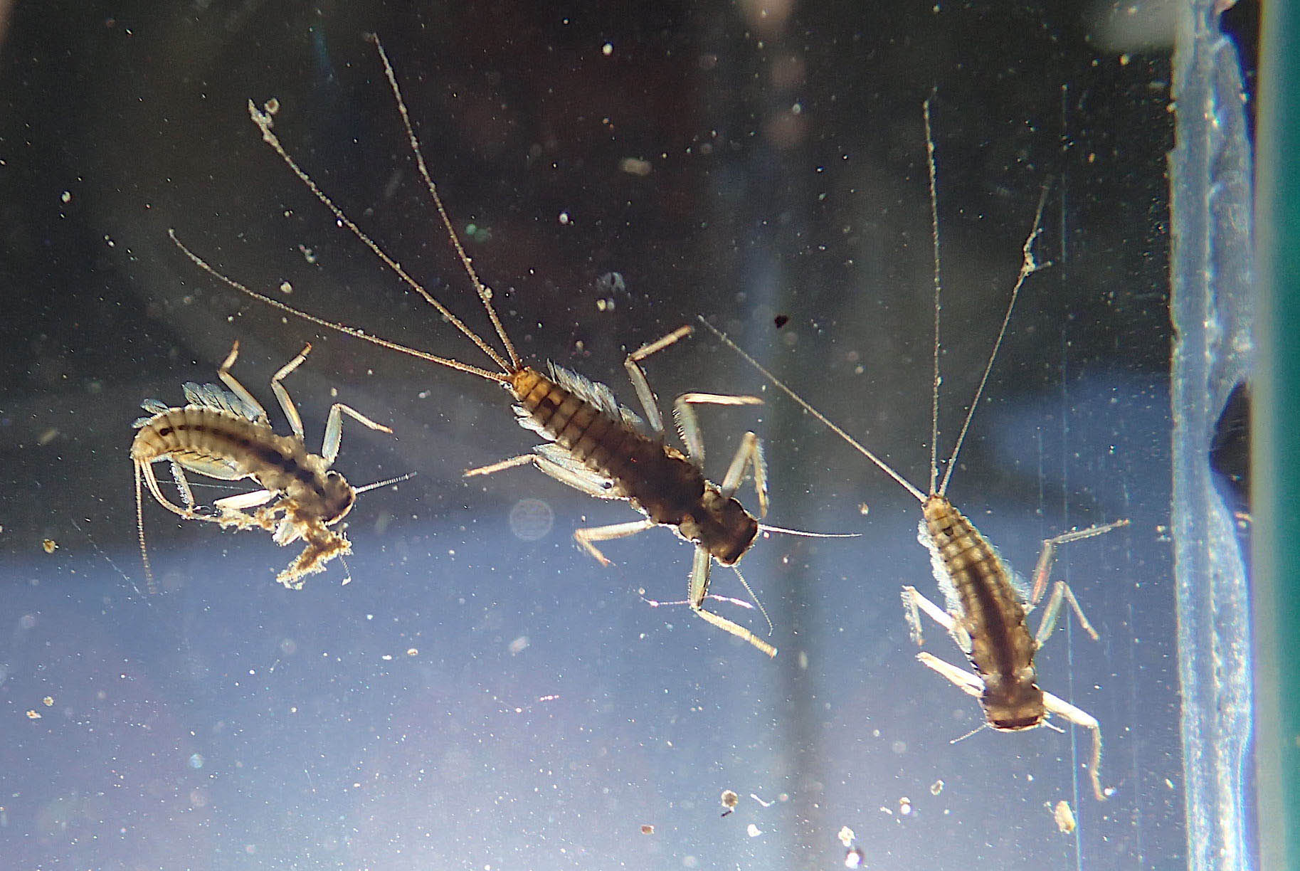 To demonstrate the translucency and glow of Deleatidium nymphs, two immature nymphs and one grey/black mature nymph were placed in a glass fish tank, positioned a foot below the surface of a North Island stream, then photographed from below using a waterproof camera to simulate a trout’s view of suspended food