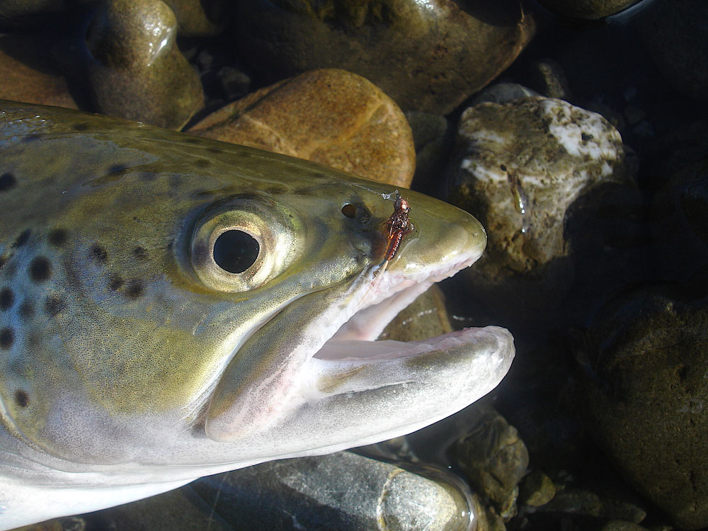 close up of a trout's head with jelly crimp nymph fly hooked on its top lip