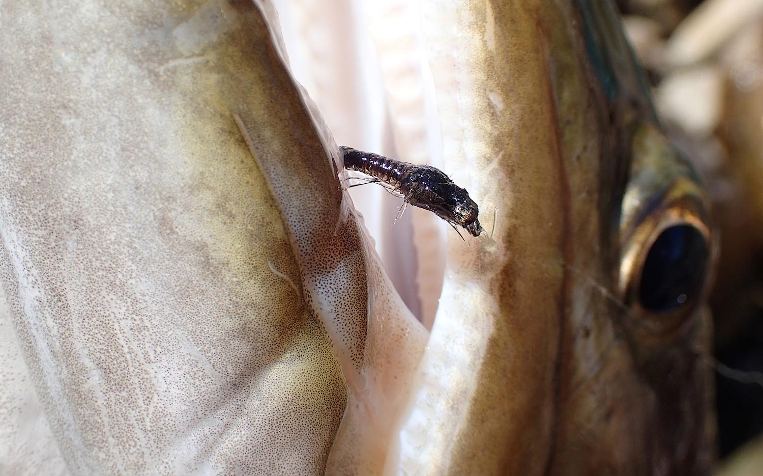 close up of a trout's head with jelly crimp nymph fly hooked on its top lip