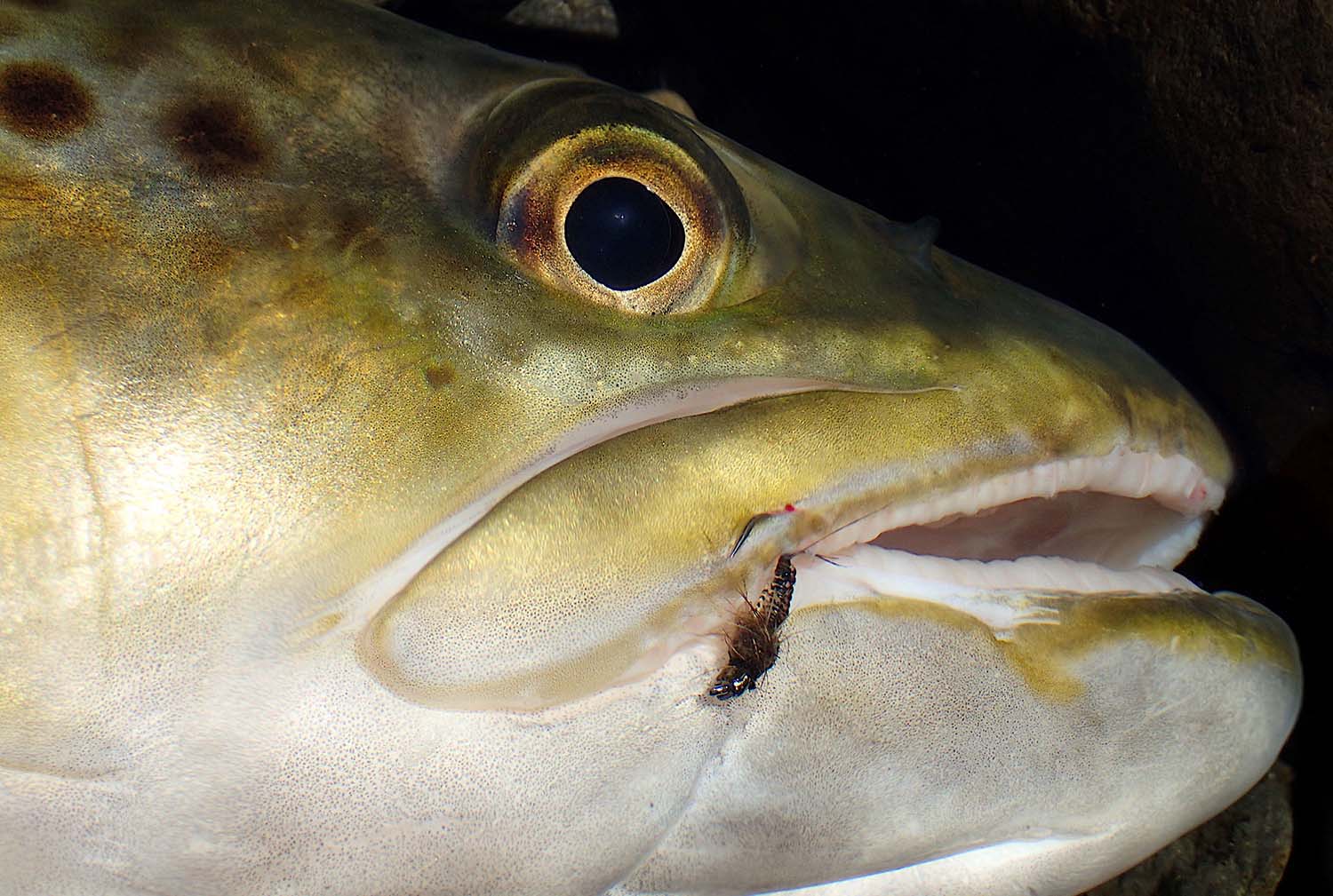 close up of a trout's head with jelly crimp nymph fly hooked on its top lip