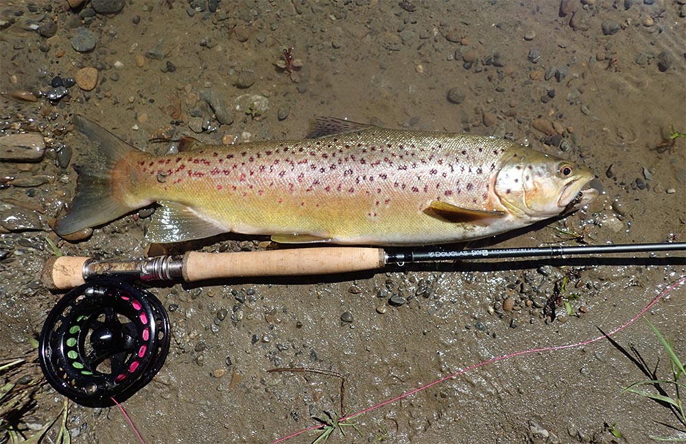 Brown trout caught on a jig streamer lying on a muddy stoney river bank with a Douglas Sky G 4104 fly fishing rod