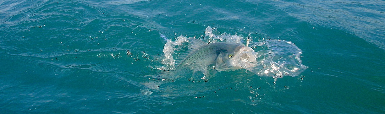 Kahawai fish caught on a line, splashing in sea