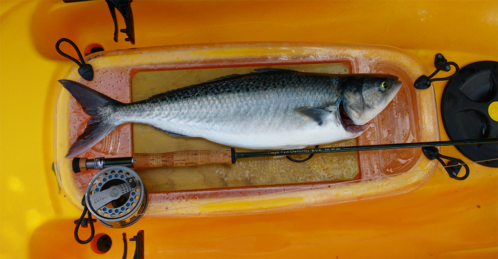 A kahawai fish lying in a yellow-orange kayak after being caught on a TFO BVK 7wt fly rod