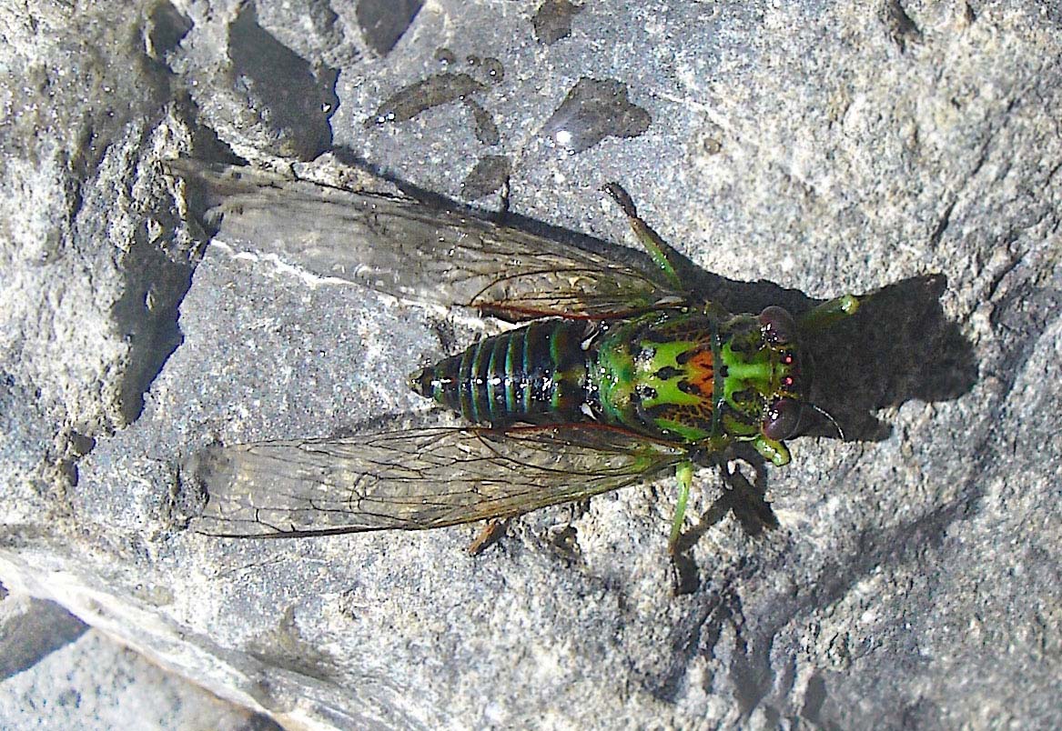 top view of a cicada on sun drenched rock