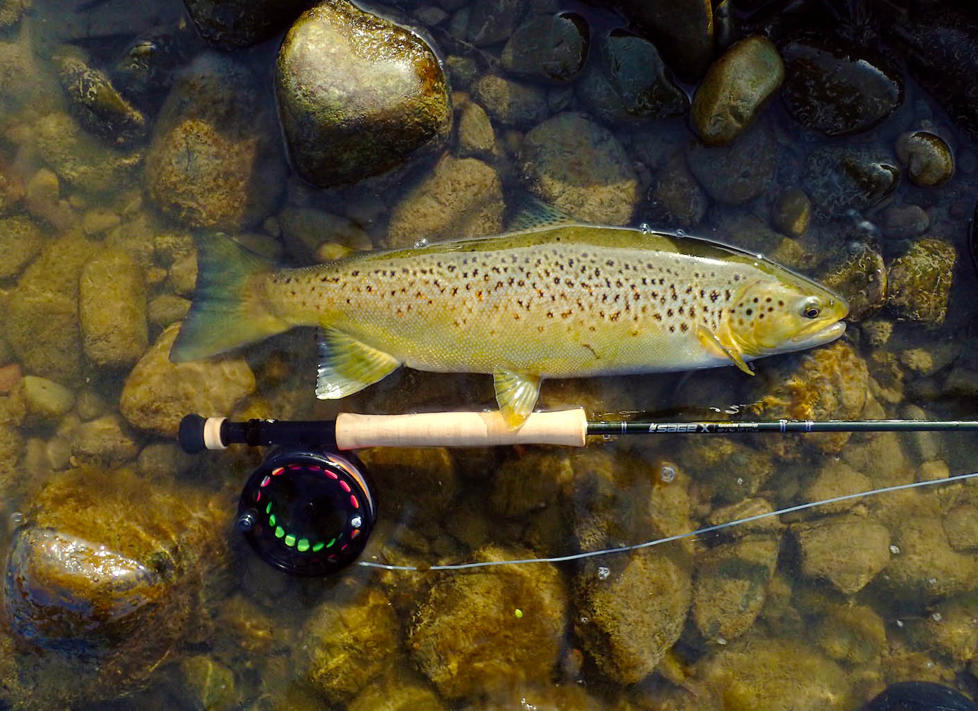 Brown trout lying in water on rocks on Manawatu River