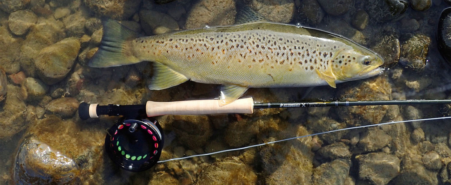 Beautiful brown trout, before being released, with a Sage single hand rod and light Skagit head