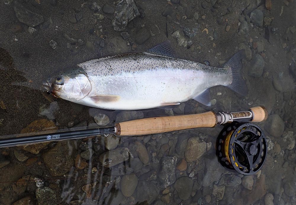 New Zealand steelhead trout lying on river bank with a Douglas Sky G 4104 fly fishing rod