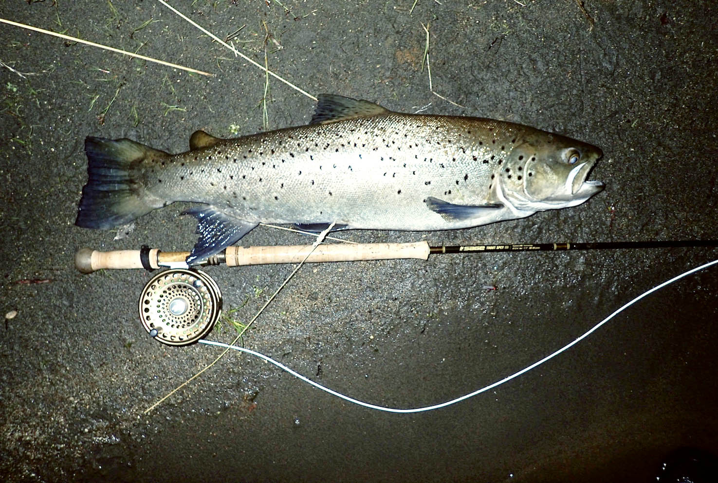 Brown trout lying on ground of Tongariro River at night
