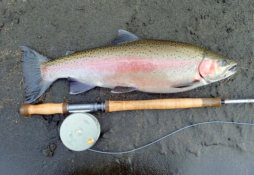 Rainbow trout caught with Mission 4wt rod, about to be released