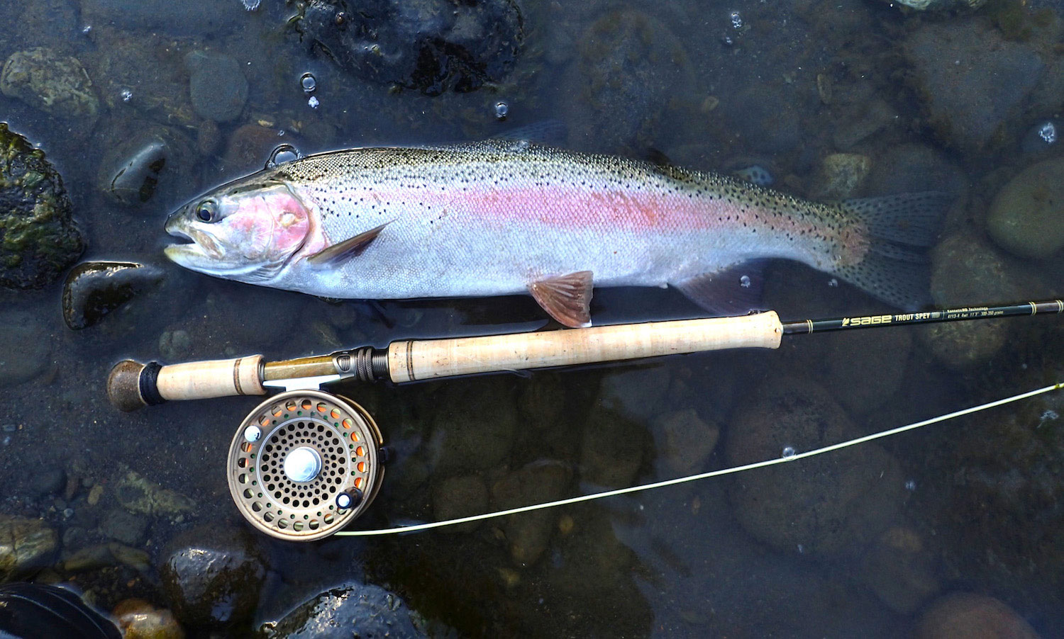 Rainbow trout hen from Tongariro River