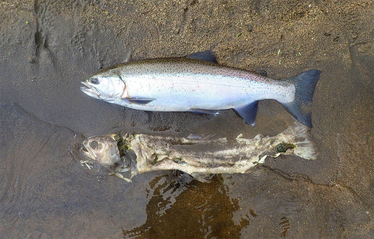 a freshly caught trout, before being released, is placed in shallows of river, alongside a decomposing trout in the sand