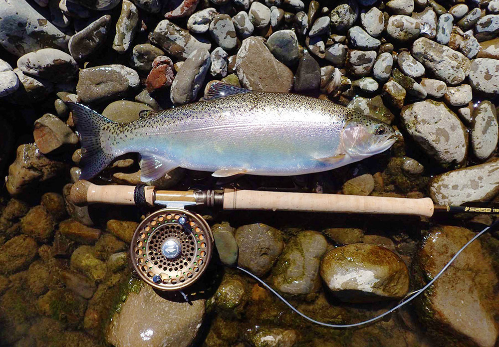 healthy sleek and beautifully coloured rainbow trout posed on river rocks, before being released